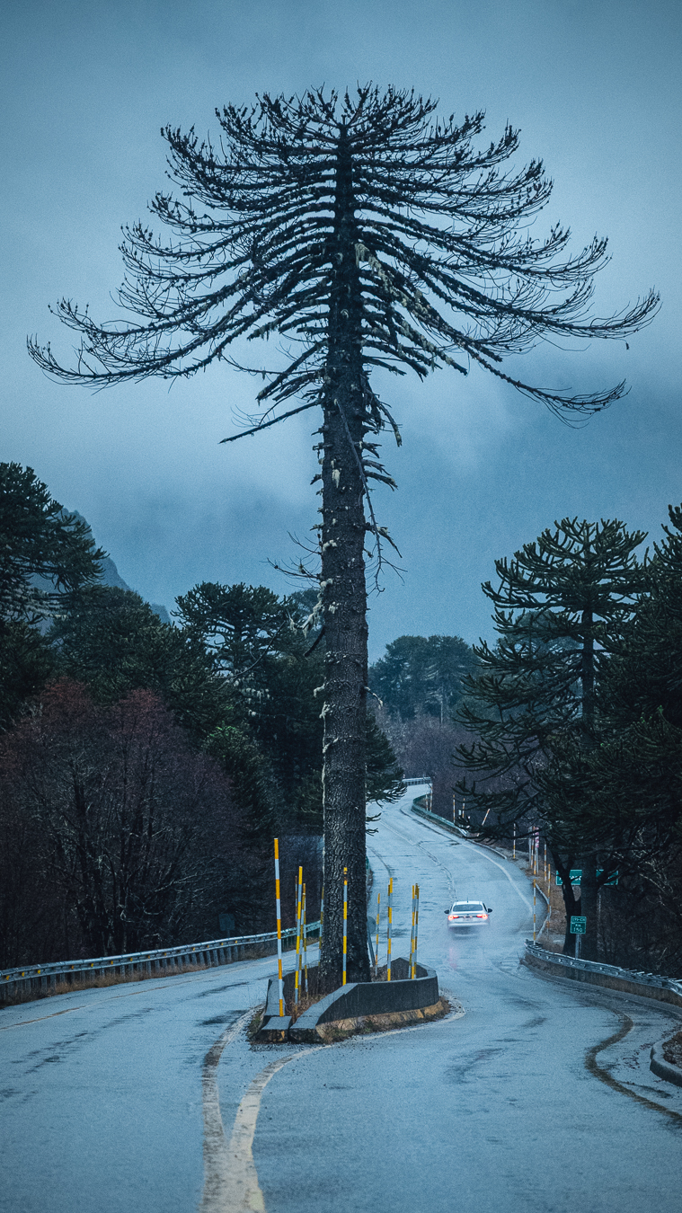 Araucaria en paisaje nevado